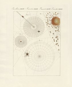 História natural da aranha de German School