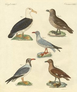 Pássaros novos (gravação colorida) de German School