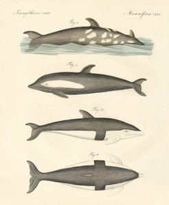 Golfinhos novos (gravura colorida) de German School