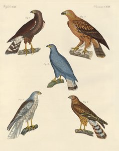 Novas aves de rapina conhecidas (gravura colorida) de German School