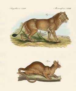 Novos mamíferos predadores (gravura colorida) de German School
