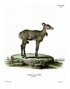 Nilgai (gravura colorida) de German School