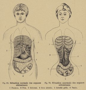 Situação normal dos órgãos internos do abdome em homens e mulheres de German School
