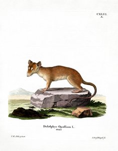 Opossum norte-americano (gravura colorida) de German School