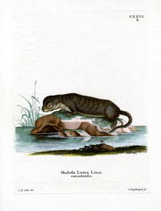 Lontra norte-americana (gravura colorida) de German School