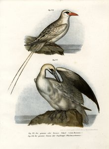 Ganso-patola do norte, 1864 de German School