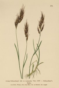 Aveia (Avena Scheuchzeri, Avena versicolor, Avena alpina) de German School