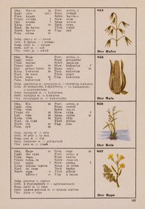 Aveia, milho, arroz, a colza (litografia a cores) de German School