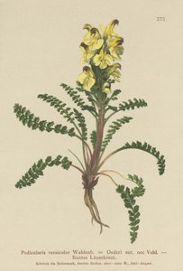 Oeders Lousewort (Pedicularis versicolor, Pedicularis Oederi) de German School
