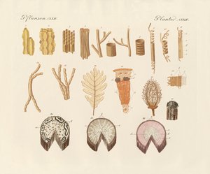 Sobre a estrutura interna das plantas (gravura colorida) de German School
