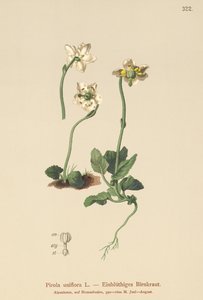 Galispo-de-uma-flor (Pirola uniflora, Pyrola uniflora, Moneses uniflora, Monesis uniflora) de German School