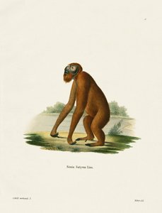 Orang-Outang (gravação a cores) de German School