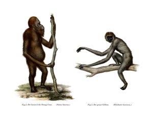 Orang-Outang, 1860 de German School