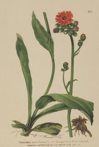 Hawkweed alaranjado (Hieracium aurantiacum, Hieracium brunneocroceum, Pilosella aurantiaca) de German School