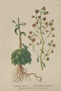 Saxifrage Laranja (Saxifraga mutata) de German School