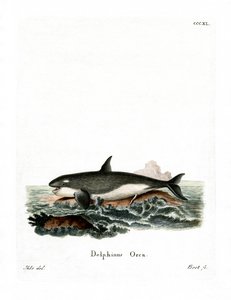 Orca (gravação a cores) de German School