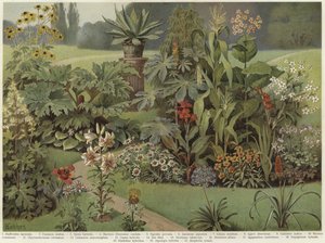 Plantas ornamentais