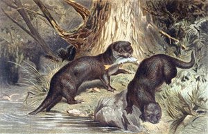 Otter, prato de "Brehms Tierleben": Allgemeine Kunde des Tierreichs", vol.1, p.670, publicado pelo Bibliographisches Institut de German School