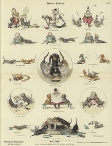 Nossos Dachshunds