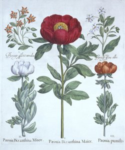 Paeonies e Borage, de Hortus Eystettensis, por Basil Besler (1561-1629), pub. 1613 (gravura colorida à mão) de German School