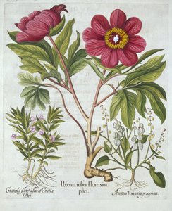 Paeony, Hysse Hedge e Sheel Sorrel, de Hortus Eystettensis, de Basil Besler (1561-1629), pub. 1613 (gravura colorida à mão) de German School