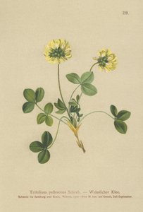 Trevo pálido (Trifolium pallescens) de German School