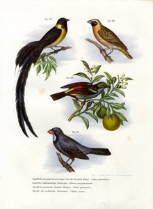 Paradise Whydah, 1864 de German School