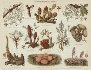 Plantas parasitárias (cor litho) de German School