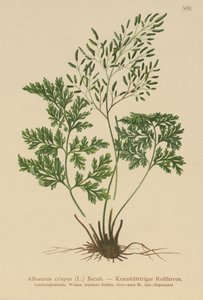 Samambaia Salsa (Allosurus crispus, Crisptogramma crispa, Osmunda crispa, Allosorus crispus) de German School