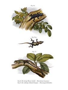 Anole de Pêssego (cor litho) de German School