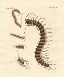 Insetos peculiares