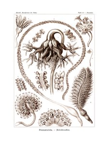 Pennatulid, 1899-1904 de German School
