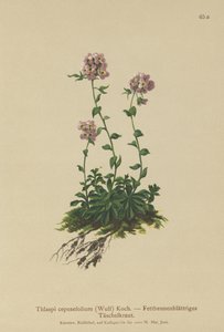 Pennycress (Thlaspi cepeaefolium) de German School