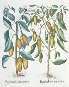 Pimentas: 1.Piper indiana filiquis amarelo; 2.Piper ouro indiano levado do Eystettensis por Basil Besler (1561-1629), pub. 1613 de German School