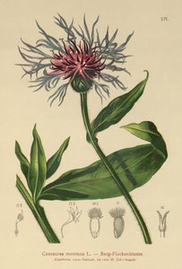 Centáurea perene (Centaurea montana) de German School