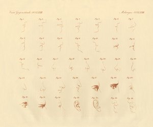 Expressão fisiotómica do órgão dos sentidos e das partes ligadas (gravura colorida) de German School