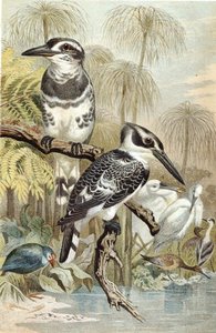 Pied Kingfisher, prato de "Brehms Tierleben": Allgemeine Kunde des Tierreichs", vol.5, p.60, publicado pelo Bibliographisches Institut de German School