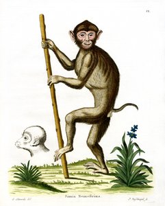 Macaque de cauda de porco (gravura colorida) de German School