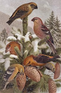 Pine Grosbeak and Crossbill, registro de Brehms Tierleben: Allgemeine Kunde des Tierreichs, vol 4, p. 314, publicado pelo Bibliographisches Institut, 1891 de German School