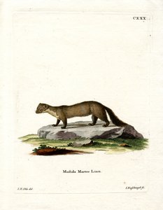 Pine Marten (gravação a cores) de German School