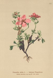 Cinquefoil rosa (Potentilla nitida) de German School