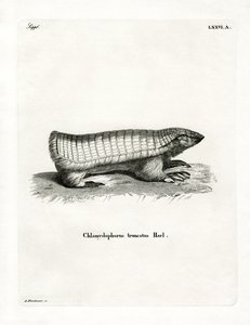 Armadillo Fada Cor-de-Rosa (gravação a cores) de German School