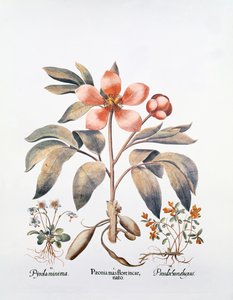 Peônia rosa (gravura colorida à mão) de German School