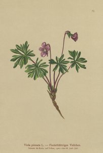 Violeta Pinada (Viola pinnata) de German School