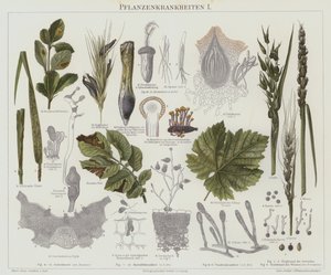 Doenças das plantas (cor litho) de German School