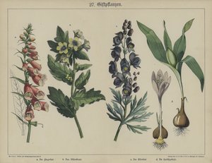 Plantas (cor litho) de German School