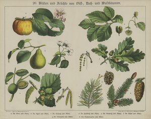 Plantas (cor litho) de German School