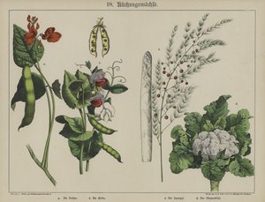 Plantas (cor litho) de German School
