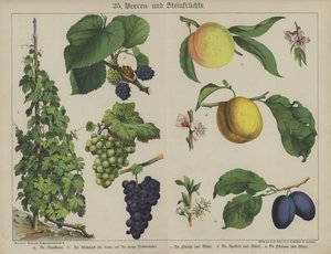 Plantas (cor litho) de German School