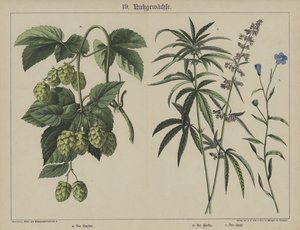 Plantas (cor litho) de German School